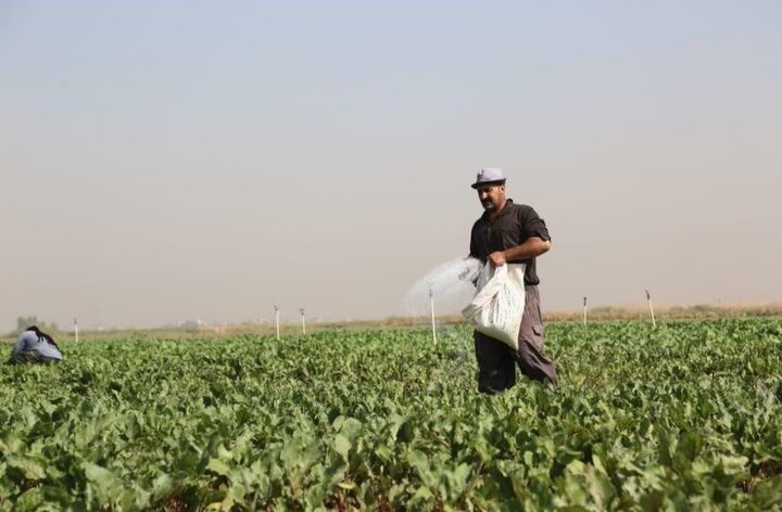 واریز بیش از ۴.۵ میلیارد تومان یارانه مستقیم کود به حساب کشاورزان قمی واریز بیش از ۴.۵ میلیارد تومان یارانه مستقیم کود به حساب کشاورزان قمی